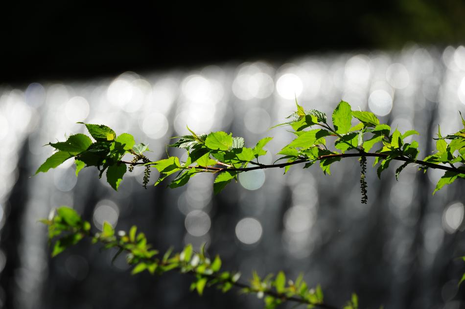 Plant Natural Leaf