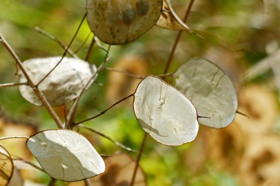 Nature Plant Leaf