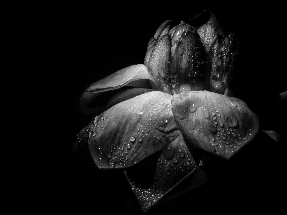 Invertebrate Water Flower