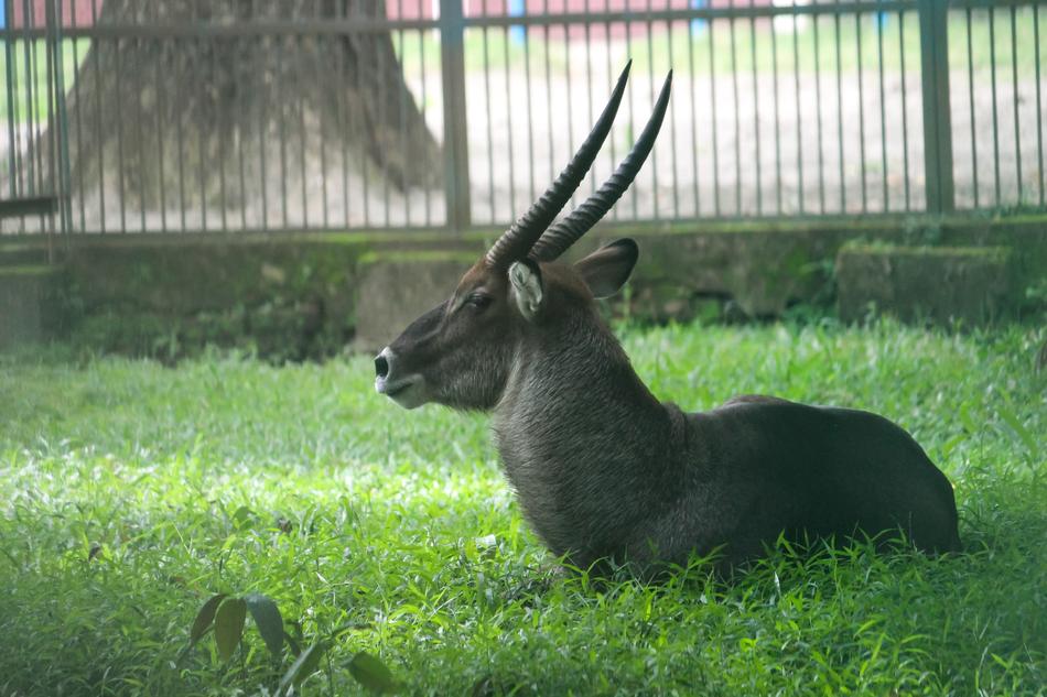 Grass Nature Animal