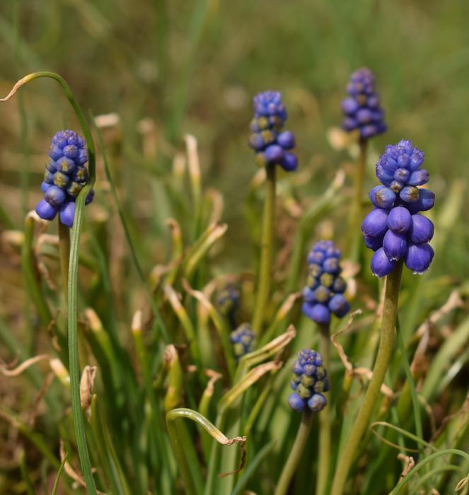 wild field