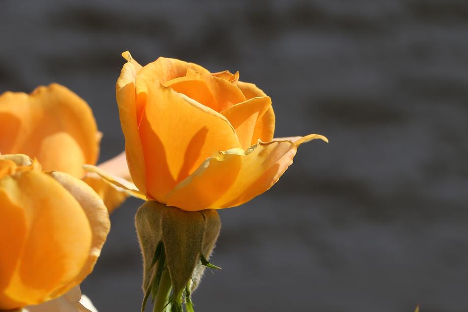 Orange Rose Golden Medal Flower