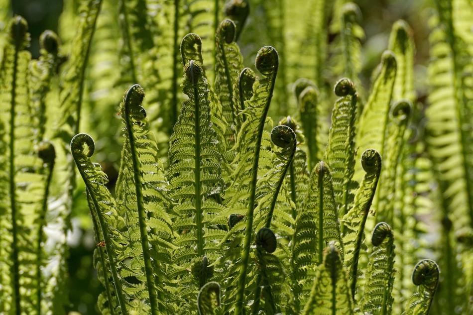 Fern Fiddlehead Vessel