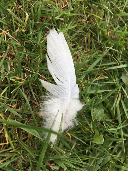 Nature Grass Flower