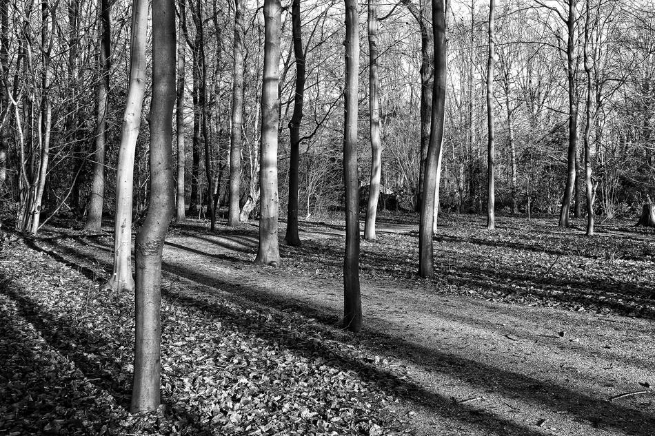 Forest Trees Slender