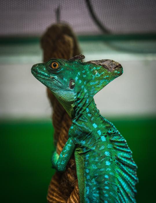 Lizard Reptile Living Nature