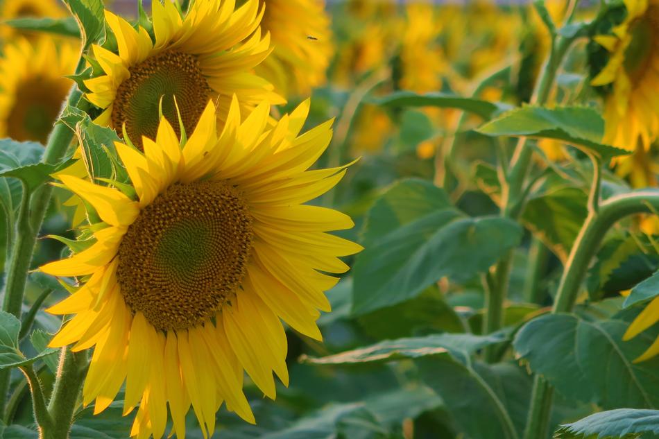 Sunflower Plant Flower
