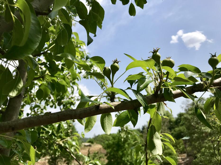 Leaves Tree Nature