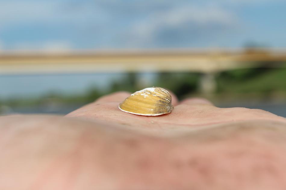 yellow seashell on a man's arm
