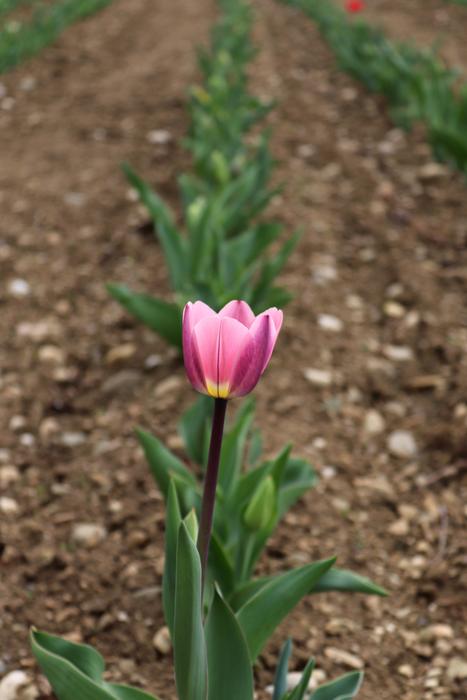Tulip Nature Plant