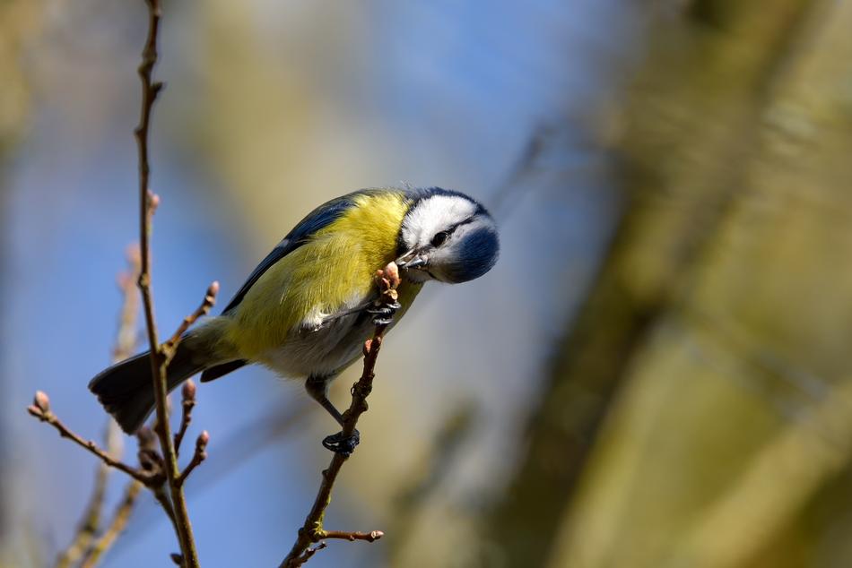 Cyanistes caeruleus, blue tit perched branch