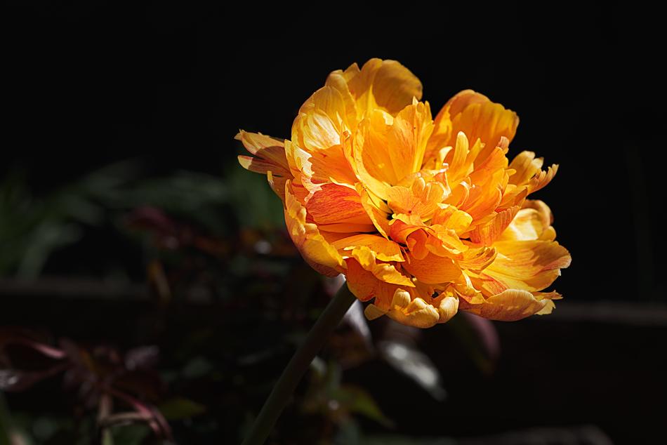 Peony Orange