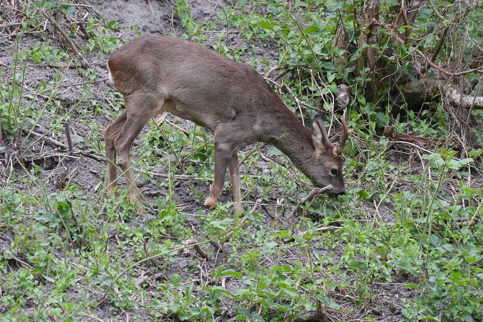 Roe Deer Nature Animal World