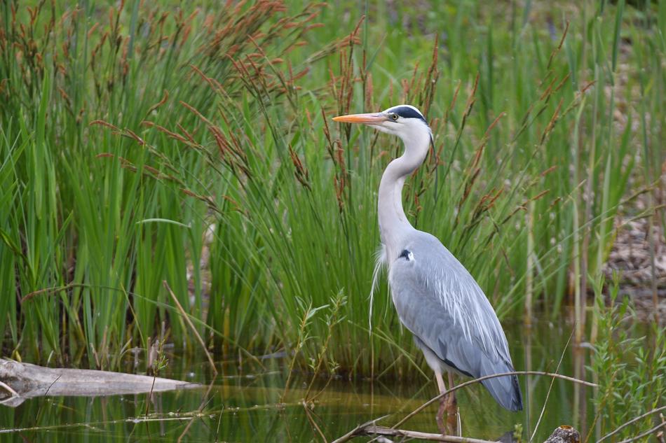 Grey Heron Nature Bird Animal