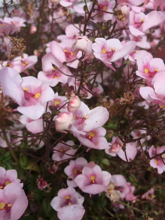 Flowers Pink Natural