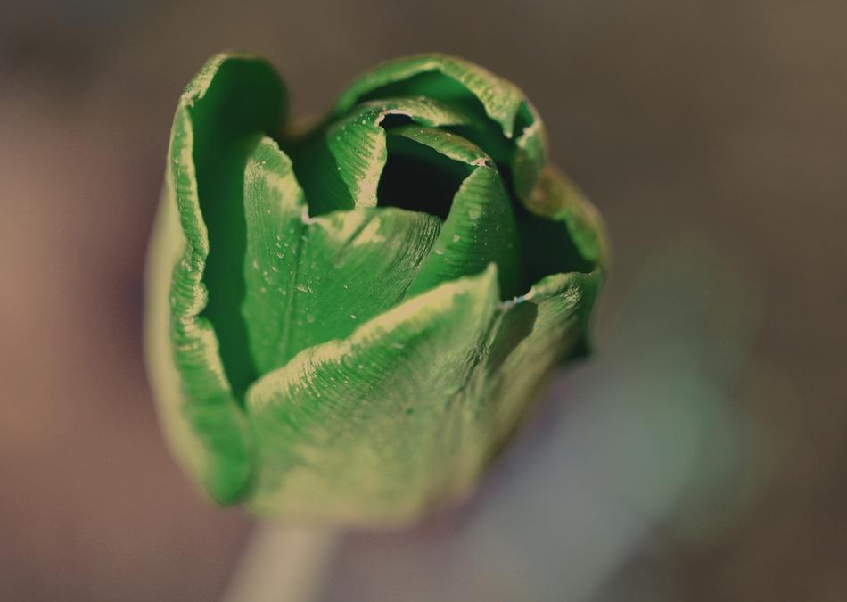 Flower Tulip Plant