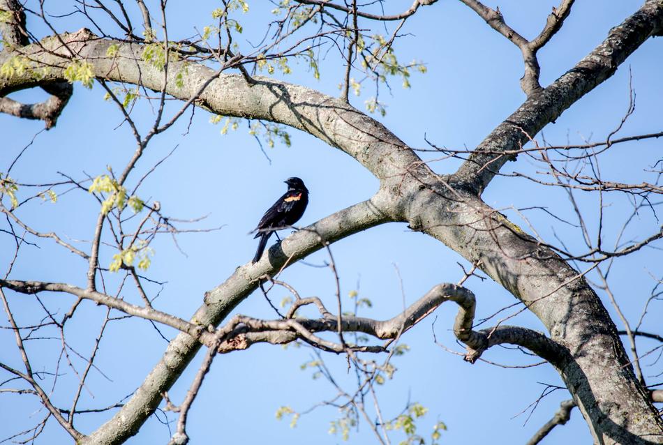 Tree Nature Bird