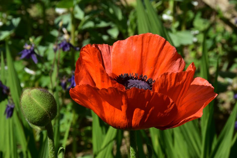 Poppy Red
