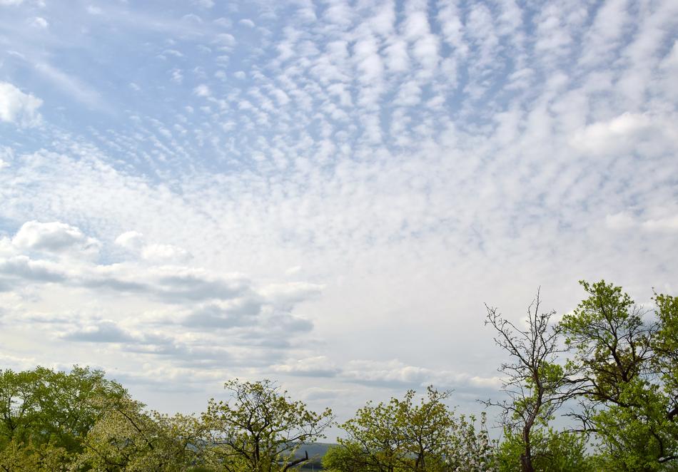 Nature Sky Tree