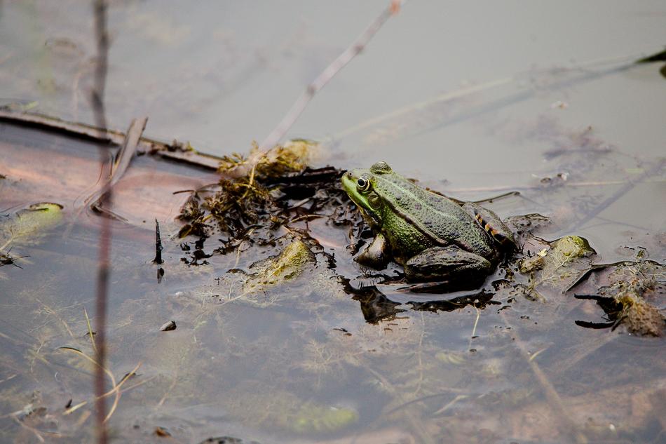 Waters Nature Puddle
