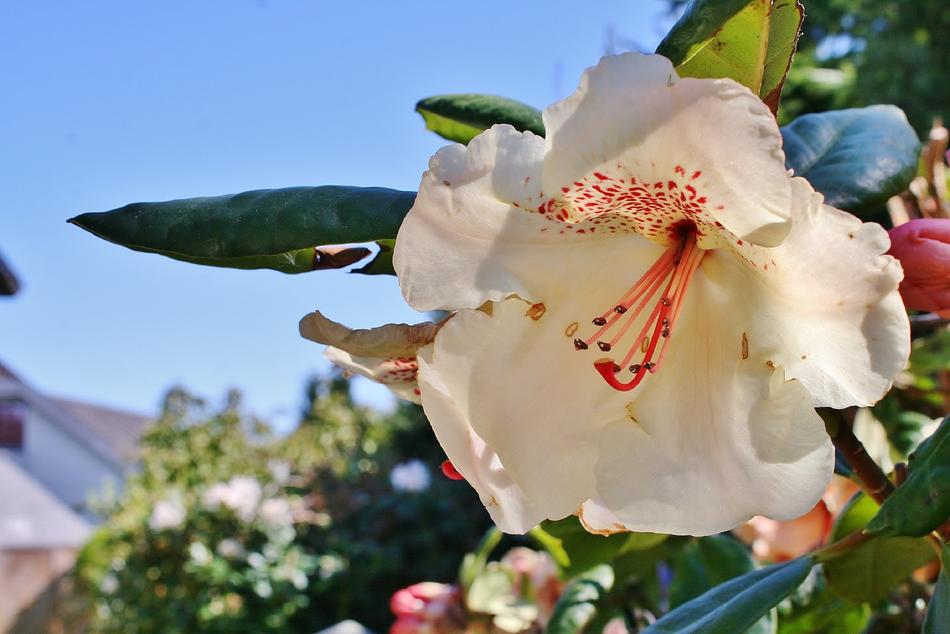white flower with red center
