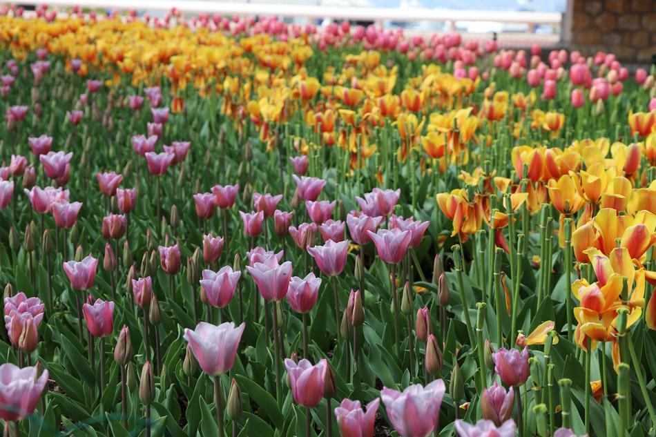 Flower Tulip Plant