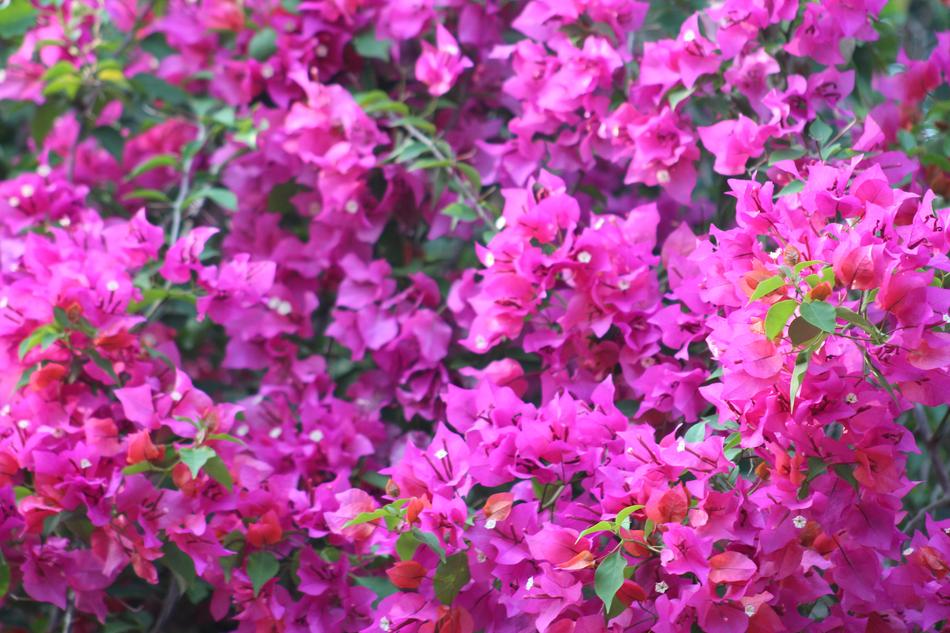 Flower Nature Flora