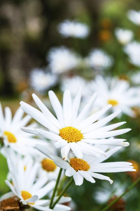 Nature Plant Flower