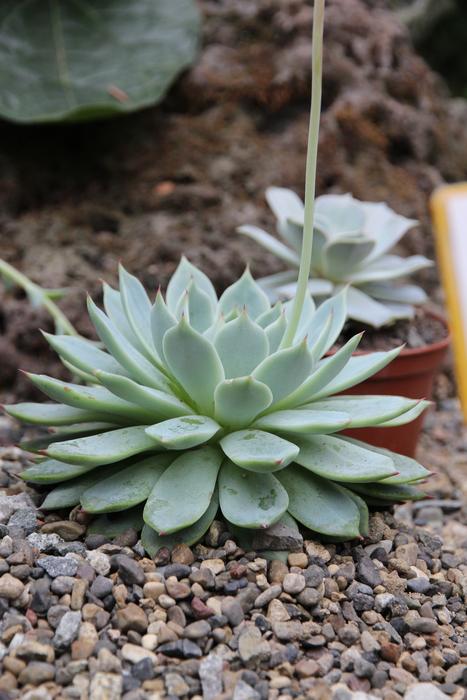 Cactus Thorn Scratchy