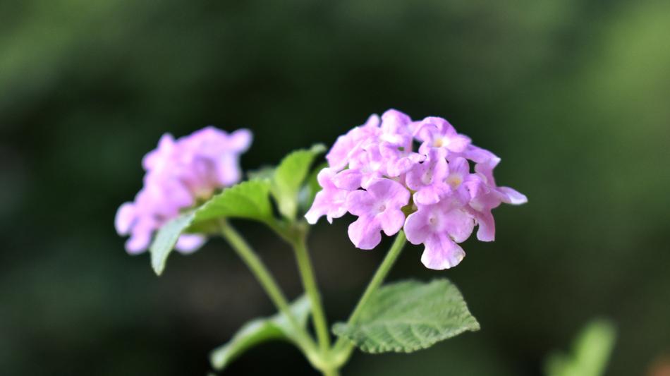 Flower Plant Nature