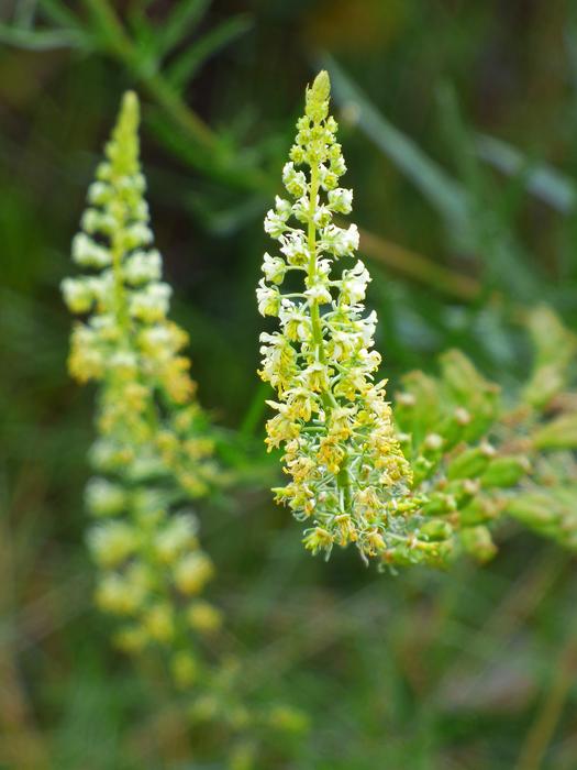 Wild Flower Plant Geometry Nature