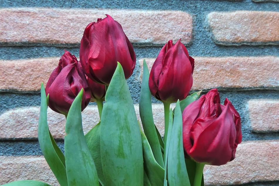 Spring Flower Plant
