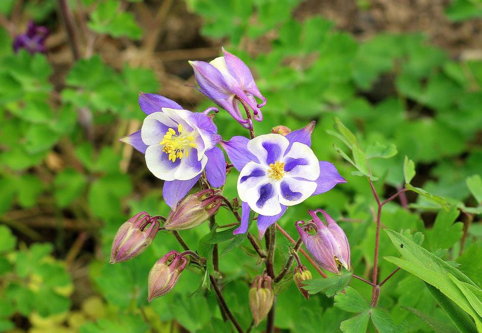 Orlik Flower Spring