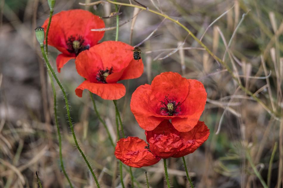 red poppy in a wild field