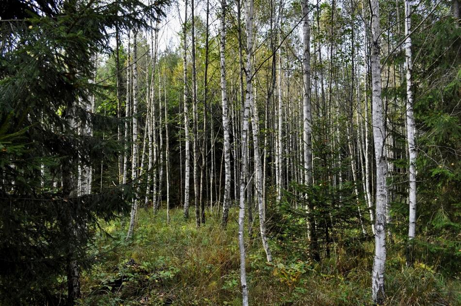 a magnificent forest of birch trees
