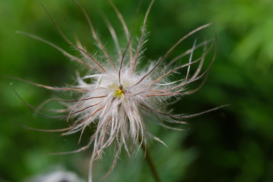 a fuzzy flower in the green grass