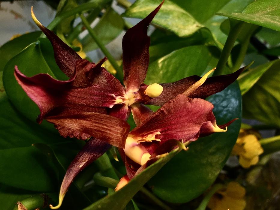 Orchid Purple Petals