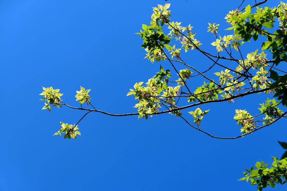Tree Nature Plant