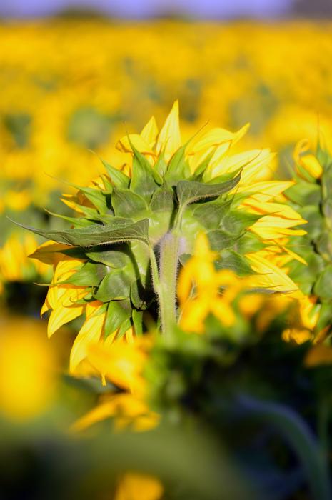 Sunflower Yellow Petals