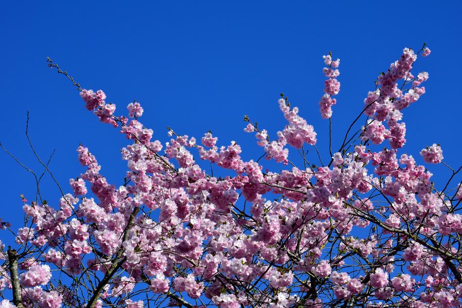 Cherry Blossoms Ornamental