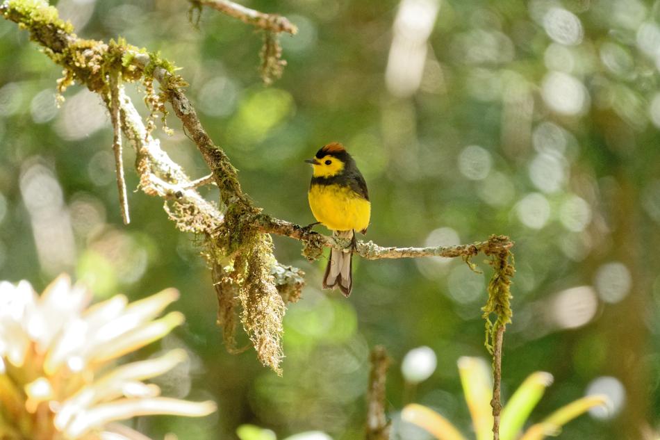 Nature Tree Animal World