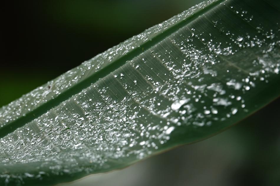 raindrops on foliage