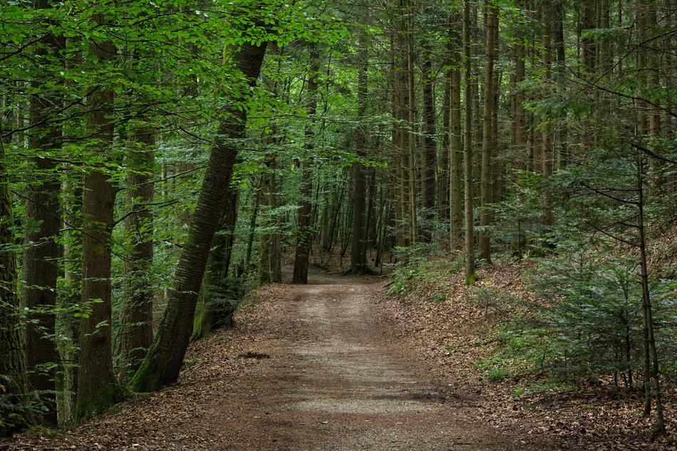 the magic forest is green