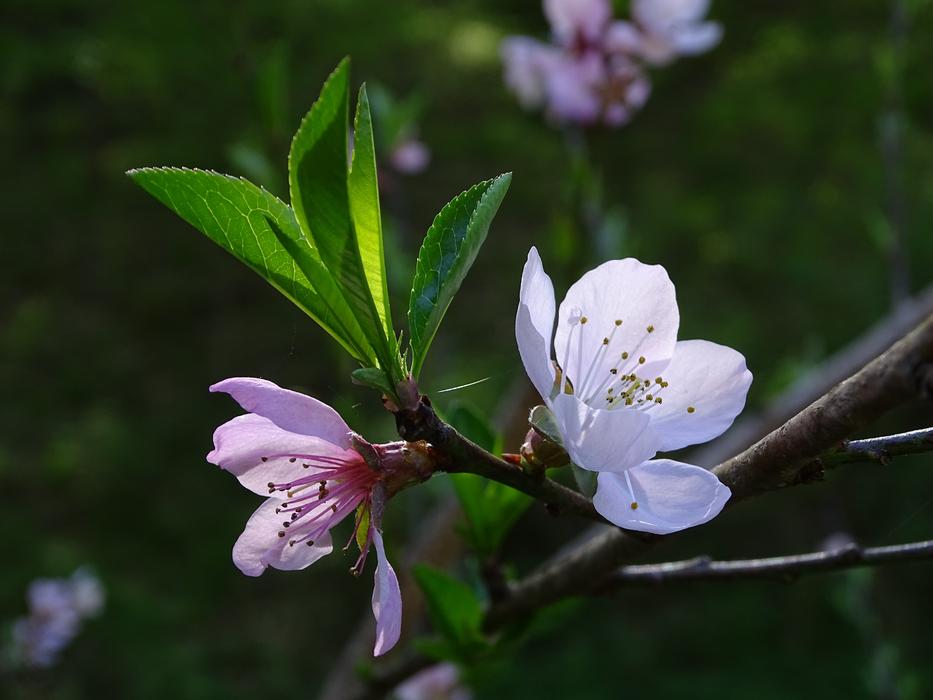 Flower Tree Flowering Pink