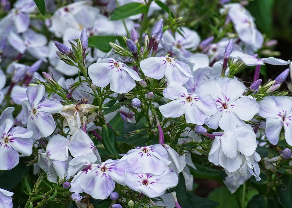 Phlox Flame Flowers Lock-Up Herb