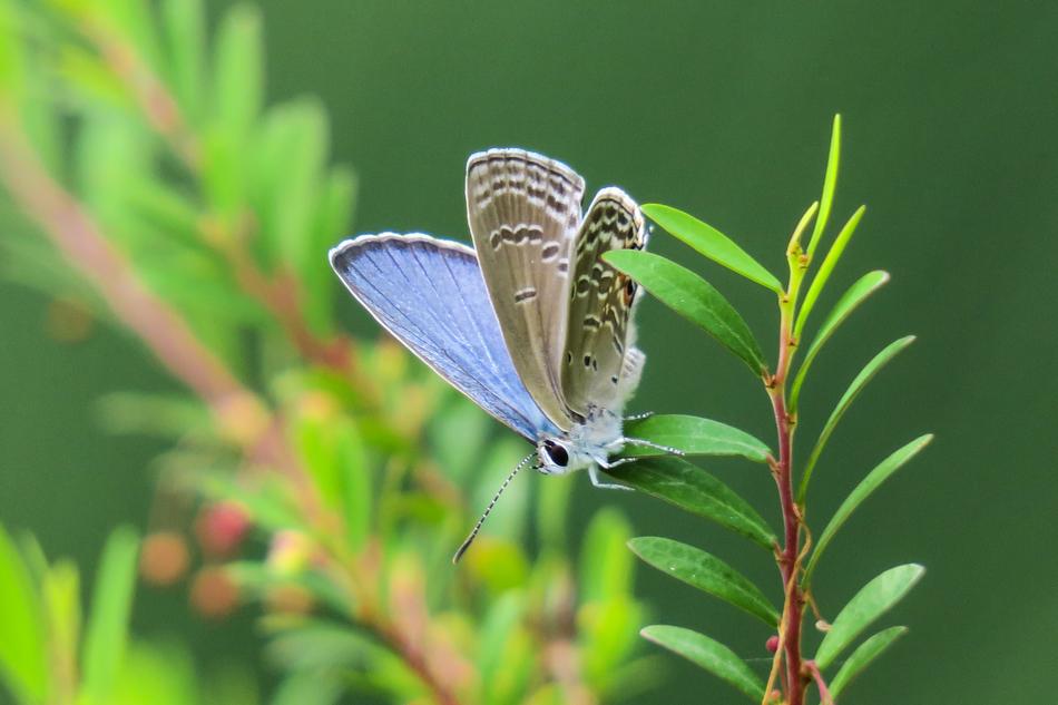 Butterfly Nature Insect