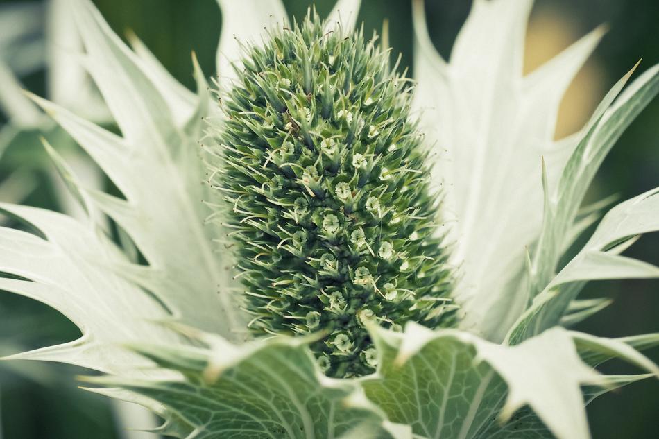 Thistle White