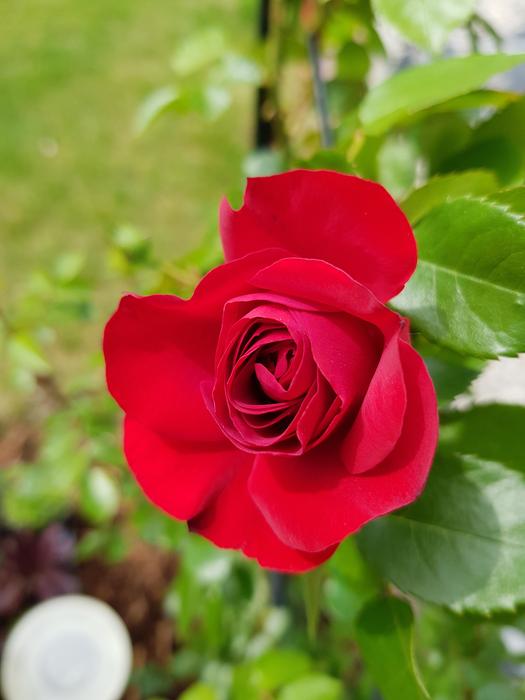 Rose Red Flower