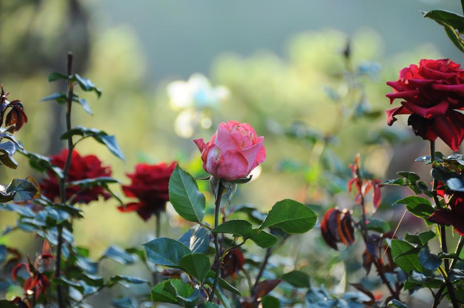 red roses in thorn bushes