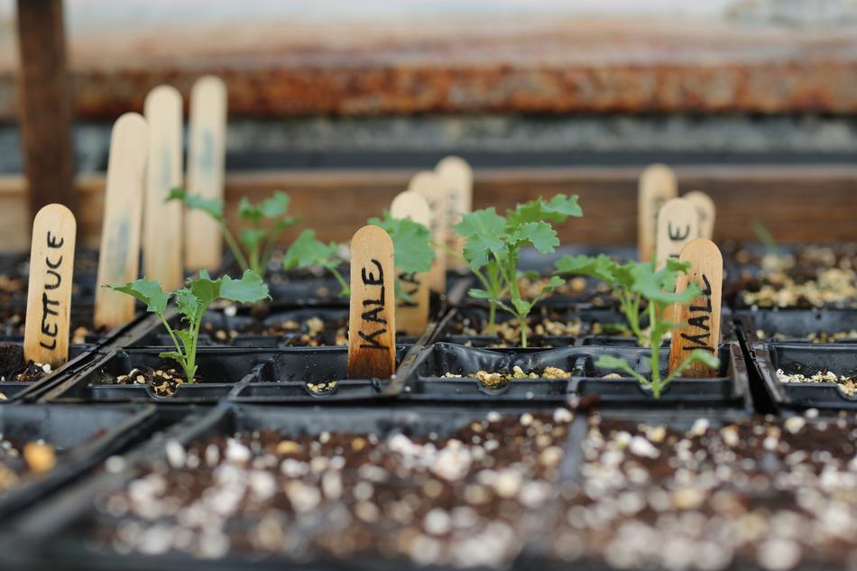 potted green seedlings